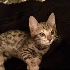 Home about us bengal info kitten info our clients studs queens available blog shopping contact. 5 Cat Adoption Myths I Learned From Observing A Kardashian Mini Controversy Online Catster