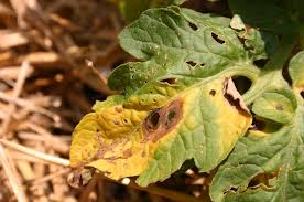 Image result for tomato seedling early blight