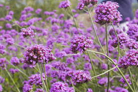 Ab frühjahr zeigen sich die triebe und blätter wieder grün. Hr5wok6auknw M