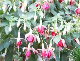 Fuchsia Flower Decor Lioden