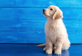 In these modern days of social media there are facebook pages that have been set up by responsible breeders, who will only list puppies available from health checked parents. Golden Retriever 10 Incredible Facts You Didn T Know All Things Dogs All Things Dogs