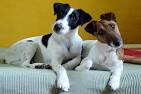 Smooth Haired Fox Terrier Pictures & Facts | PetMD