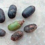 Image result for Canarium schweinfurthii