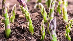 Fortunately there are lots of ways to deal with them, either with chemicals or in a natural cardboard on the beds to keep weeds out can be tilled in with compost before spring planting. How To Keep Weeds Out Of Asparagus Beds 4 Simple Methods Pepper S Home Garden