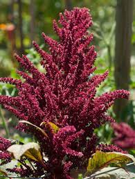 Amaranthus Hypochondriacus Flower Identification Best Flower Wallpaper