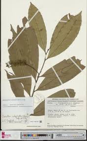 Image result for Rhabdophyllum