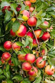Buy your organic apple trees from grandview orchard in antigo wi. Yates Apple Tree Fruit Trees Ison S Nursery Vineyard