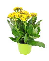 Image result for Kalanchoe calandiva