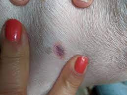 Dog Tick Bite Mark Dog Tick Bite Mark Red Ring That Could Flickr
