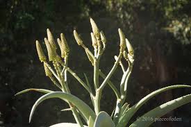 Image result for Aloe cameronii × greatheadii