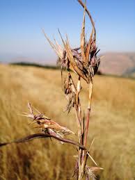 Image result for Hyparrhenia tamba