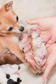 How Do You Know When Your Dog Is About To Give Birth Lovetoknow Dog Birth Your Dog Dogs
