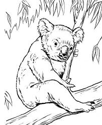 Koala Bear On Eucalyptus Tree Coloring Page Color Luna In 2020 Bear Coloring Pages Tree Coloring Page Animal Coloring Pages