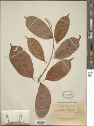 Image result for Dasylepis racemosa