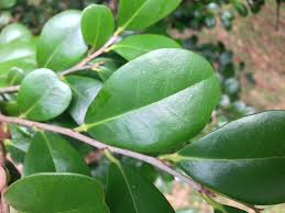 Image result for Diospyros ferrea