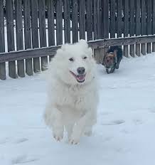 Two by Two Animal Rescue