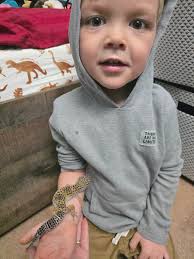 Vote for leopard gecko owner in ranger contest