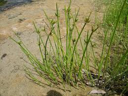 Image result for Cyperus laevigatus