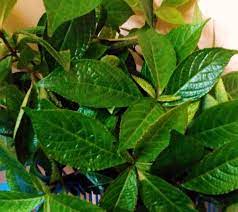 Pokok pecah beling (strobilanthes crispus) adalah sejenis tumbuhan kategori herba dikenali juga dengan pelbagai nama lain seperti pecah kaca, bayam karang, ngo kilo, keji beling dan jin batu.ia merupakan tumbuhan herba yang dipercayai natif dari madagascar hingga ke malaysia. Khasiat Daun Pecah Beling Pencinta Pencipta Alam