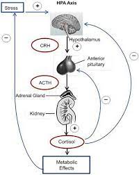 Adrenal Function In Cystic Fibrosis Sciencedirect