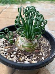 Image result for Albuca