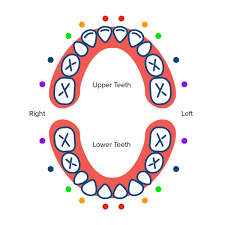 dentist clipart incisor dentist incisor transparent free