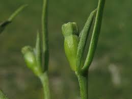 Image result for Thesium thamnus