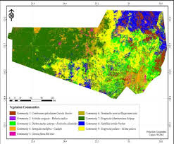 Image result for Megaloprotachne albescens
