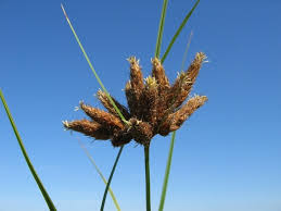 Image result for Bolboschoenus