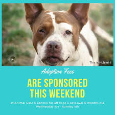 Plenty of cute and cuddly cats are waiting in shelters for a forever home, and this month is dedicated to. Just In Adoption Fees For Stray Rescue Of St Louis Facebook