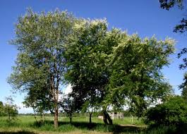 Image result for Acacia robusta