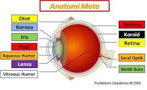 Check spelling or type a new query. Pembahasan Soal Un Biologi Sma Paket 1 Soal No 17 Tahun Pelajaran 2016 2017 Blog Pak Pandani