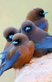 Pin On Animals Birds