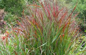 We did not find results for: 10 Essential Native Grasses And Sedges For Mid Atlantic Gardens