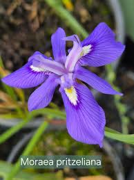 Image result for Moraea clavata