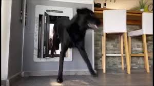 Petsafe wall entry pet door for dogs and cats. Petwalk International Posts Facebook