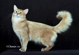breed profile the somali cat reference cat breeds pretty cats