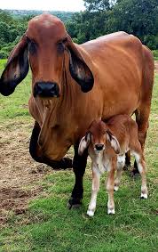 The brahman cattle is a very popular breed in it's native area and some other countries around the world. Polled Brahman Cattle Lambert S Ranch Polled Brahmans