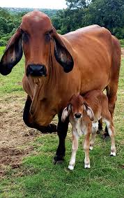 The brahman is the first cattle breed to have been developed in the united states, and is now part of beef production of south africa. Polled Brahman Cattle Lambert S Ranch Polled Brahmans