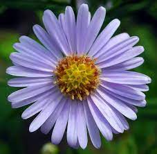 50 Blue East Indies Aster Tongolensis Flower Seeds Flat Etsy Aster Flower Flower Seeds Types Of Flowers