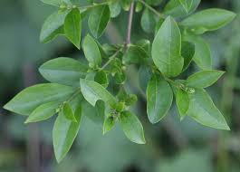Image result for ligustrum ovalifolium