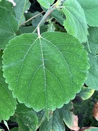 Image result for Boehmeria macrophylla