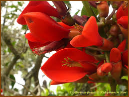 Image result for Erythrina fusca