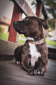 Check spelling or type a new query. Noah Und Scottie Dog Collar With Flowers Hibiscus