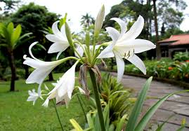 Image result for Crinum