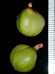 Image result for Rinorea