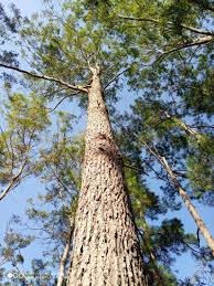 Image result for Eucalyptus cloeziana