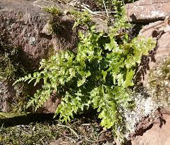 Image result for Asplenium gemmiferum