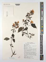 Image result for Mimulopsis