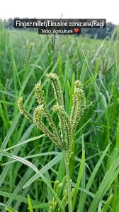 Image result for Eleusine coracana